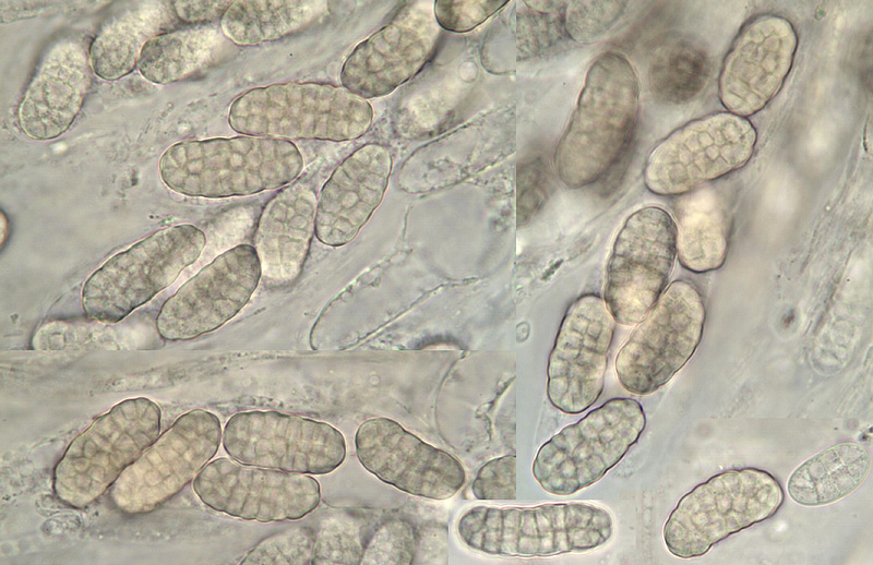 Thyronectria rhodochlora micro